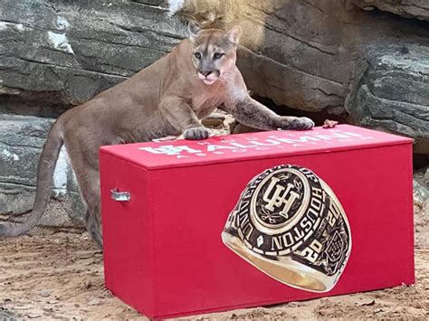 Beloved University Of Houston Cougar Mascot Shasta Vi Passes Away At 11