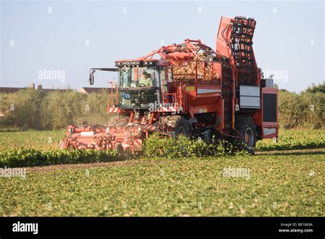 Harvesting Sugar Beet In Lincolnshire Stock Photo Alamy