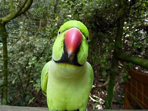 Green Ringneck Parrots are the Happiest Birds in the World | Our Pets ...