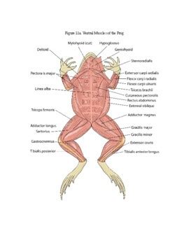 Frog Muscle Cell Diagram