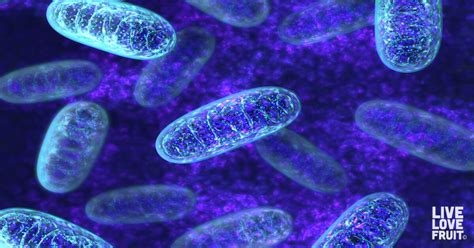 Mitochondrial Biogenesis: How to Rejuvenate Your Cells by Growing New ...