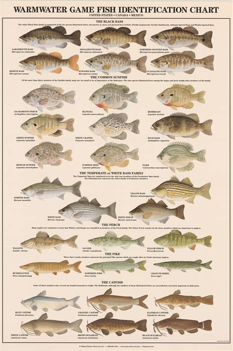 Warmwater Gamefish Poster Identification Chart And Sport Fisherman S