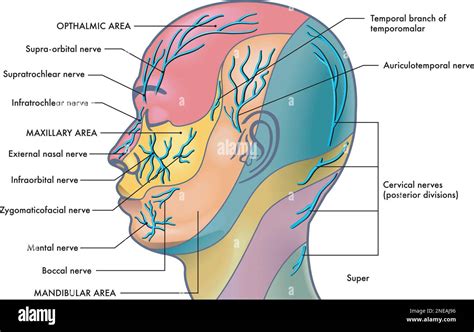 Medical Illustration Of The Major Facial Nerves With Annotations Stock