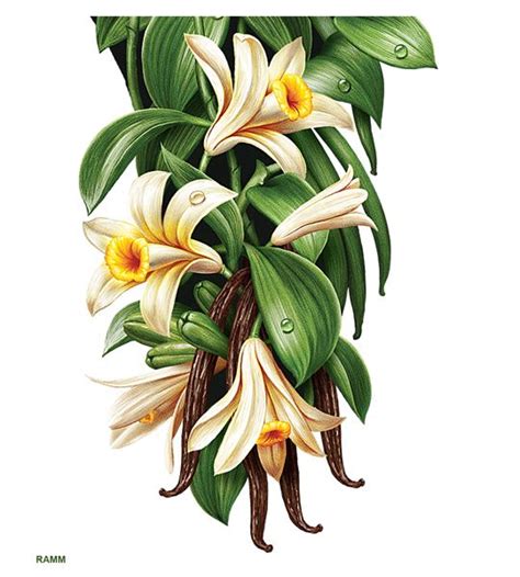 Vanilla Clipart Watercolor Vanilla Flowers Vanilla Beans Vanilla Plant