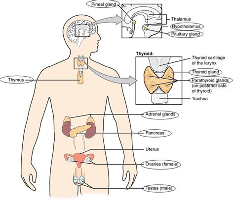 Unit 1 The Endocrine System Douglas College Human Anatomy