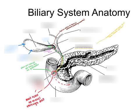 Biliary System Anatomy Diagram Diagram Quizlet