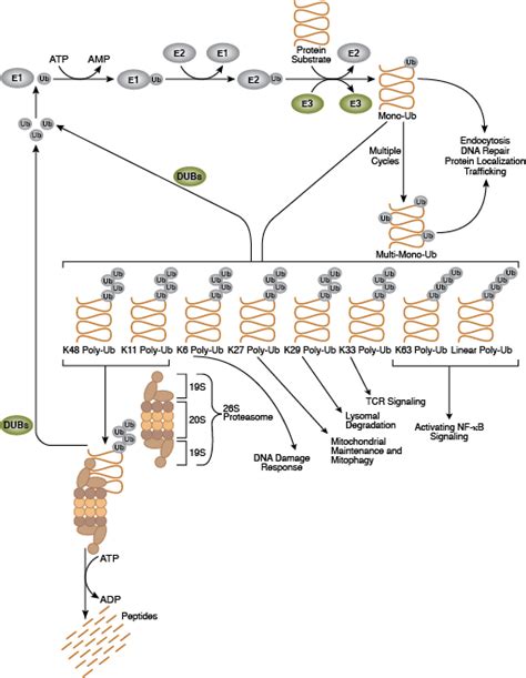 Cell Signaling Technology Pathways | CST