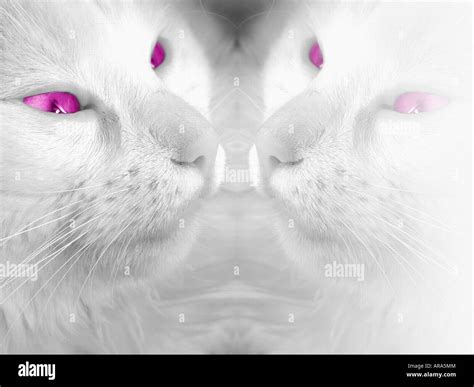 White Cats With Pink Eyes Stock Photo Alamy