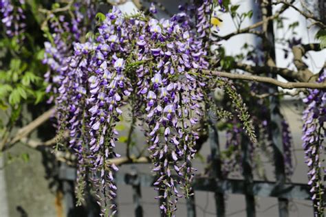 View Of Chinese Wisteria Sinensis Flowering Plants With Hanging Racemes