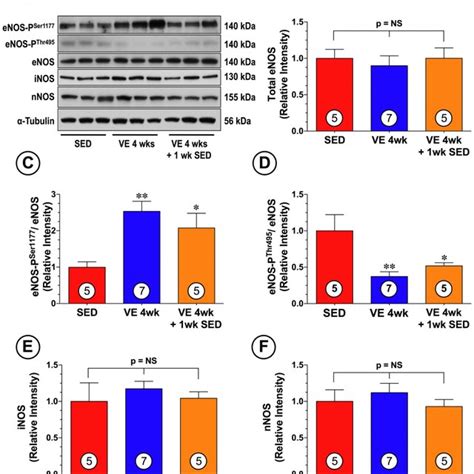 Ve Training Altered The Phosphorylation Status Of Cardiac Enos A Download Scientific Diagram