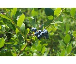 Winter Care for Blueberry Bushes (with Pictures) | eHow