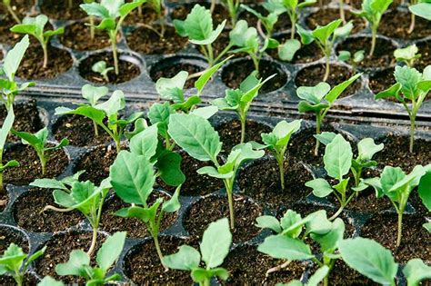 Kale Spacing: How Far Apart to Plant | Gardener's Path