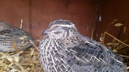 Quail Breeds | About Quail | Quails | Guide | Omlet UK