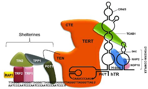 Telomerase Representation Dyskerin Complex NHP2 NOP10 And DKC Binds