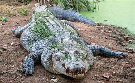 Scary Video Shows Boat Sailing Past Hundreds Of Crocodiles