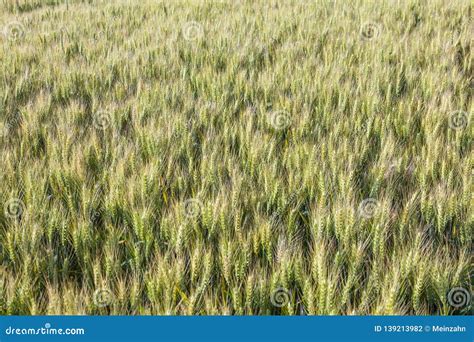 Corn Field In Detail Stock Photo Image Of Golden Detail 139213982