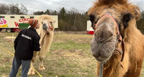 Gastspiel in Bretten Zirkus Weisheit gewährt Blick hinter Kulissen