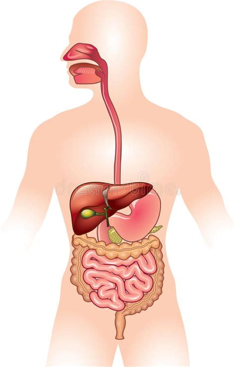 Human Digestive System Illustration Human Digestive System Detailed