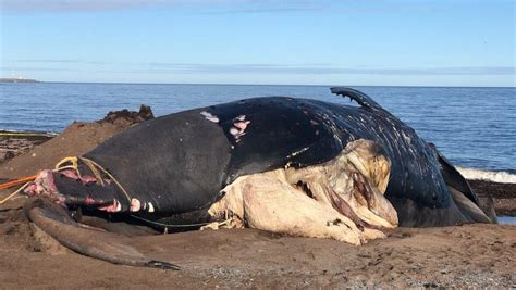 Une 5e baleine noire retrouvée morte