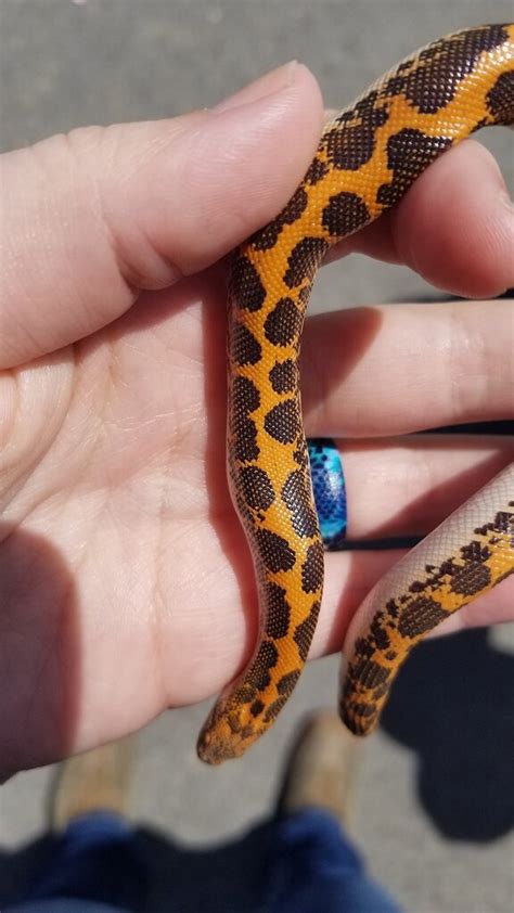 Rescued Sand Boa Sand Boas Morphmarket Reptile Community