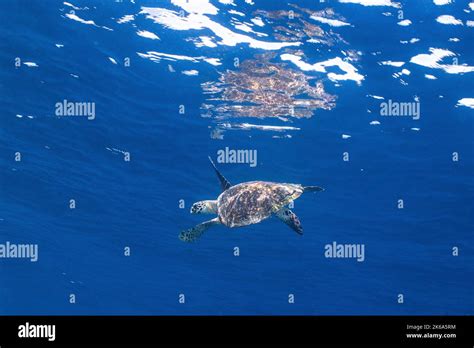 A Hawksbill Sea Turtle Swims Close To The Surface Indian Ocean