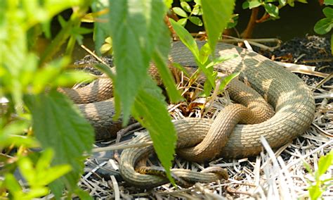 Snake Mate | Nature Watch