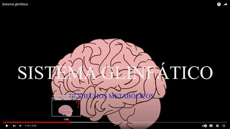 Sistema Linfatico Y Glinfatico Del Cerebro Enriquerubio Net