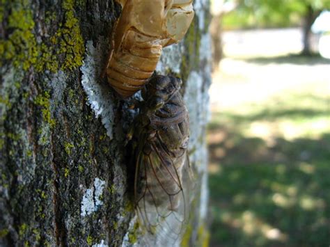 Gallery Of Cicada Photos From Costa Rica By Jose Mora Part 1 Cicada