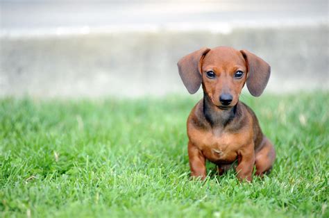 wiener dogs   stairs  amy hartzell blog