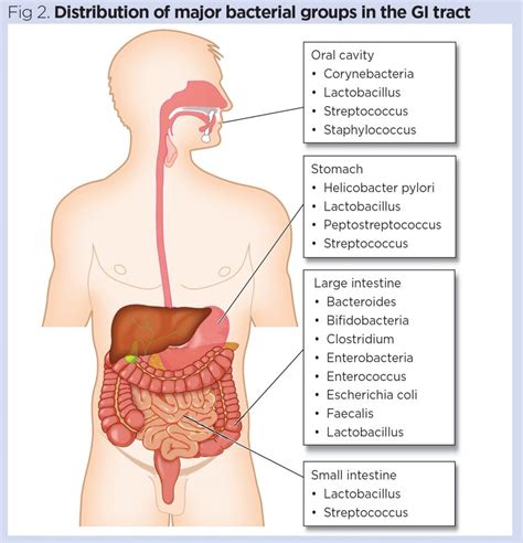 Odia Incompatible Margen Normal Microbiota Of Human Body Milla Nautica