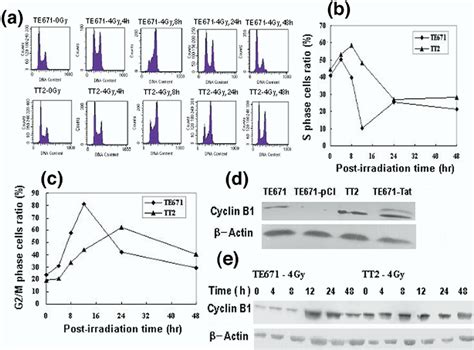 The Analyses Of Cell Cycle Distribution And Cyclin B1 Expression A Download Scientific