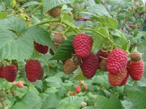 Малина Брусвяна: описание сорта, фото, отзывы, технология посадки и ухода