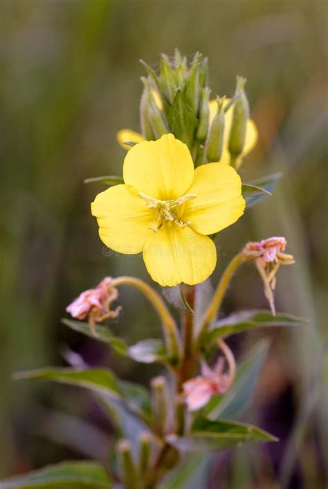 Open Yellow Oenothera Biennis Flowers Stock Photo - Image of floral ...