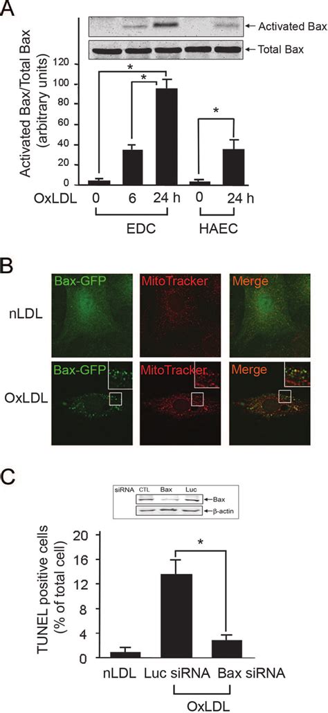 Oxldl Induced Apoptosis Is Bax Dependent A Induction Of Bax