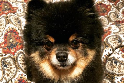 Cachorro Lulu da pomerânia qual é o preço