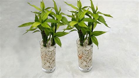 How To Propagate Lucky Bamboo Ways Off