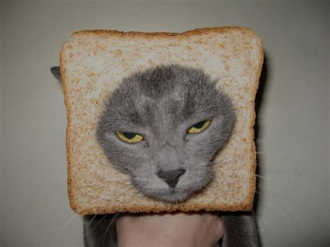 Toast Cat Funny Pinterest