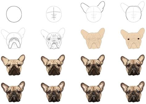 How to Draw a Dog Face - A Fun Drawing Tutorial!