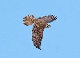 Prairie falcon - Alchetron, The Free Social Encyclopedia