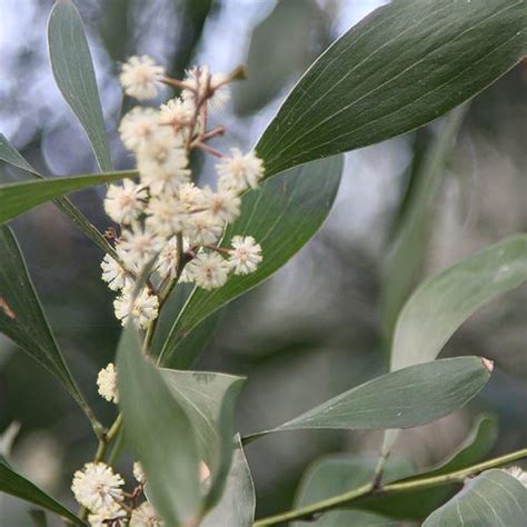 Acacia Melanoxylon The Blackwood Tree Nurseries Online