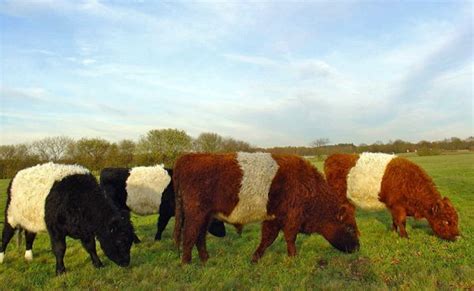 Cattle Breeds Homestead On The Range