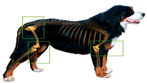 Causas Y S Ntomas De La Artrosis Canina