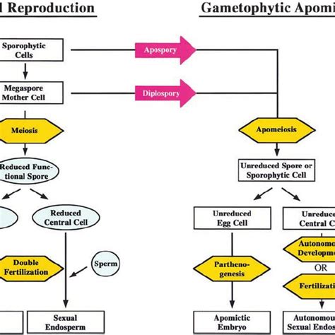 Scheme Of Sexual And Apomictic Reproduction Download Scientific Diagram