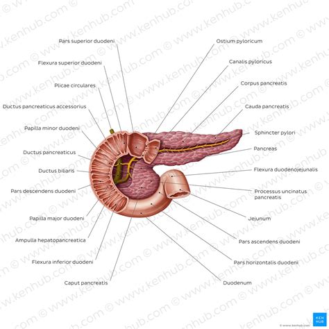 Pankreas Histologie Funktion Diabetes Mellitus Kenhub