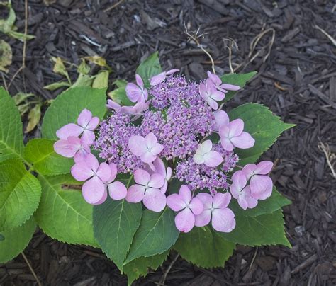 Hydrangea Macrophylla Lets Dance Diva SMHMLDD Wood 20 Flickr