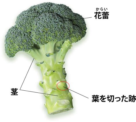 ブロッコリーってどんな野菜？ 知ろう！食べよう！ブロッコリー大好き！