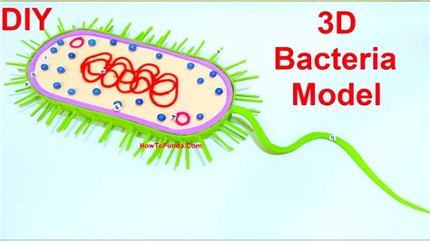 Bacteria Model 3d Making Diy Science Fair Project Diy At Home