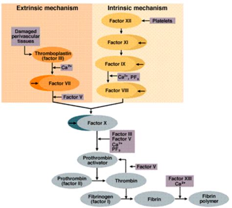 Coagulation Bleeding Disorders And Anticoagulants Flashcards Quizlet