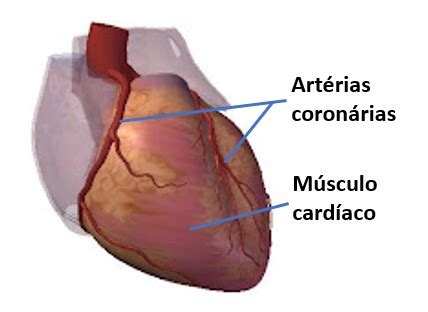 Infarto Agudo Do Mioc Rdio O Que Sintomas