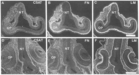 Fluorescence Photomicrographs Of Transverse Sections Through The